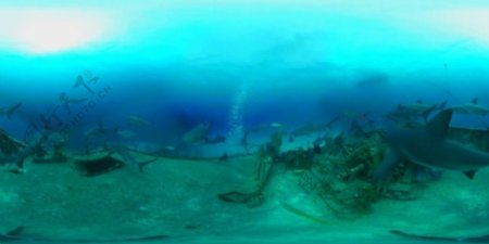 探秘海底鲨鱼VR视频