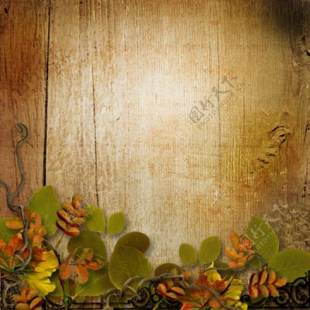 秋天植物花朵木板背景图片
