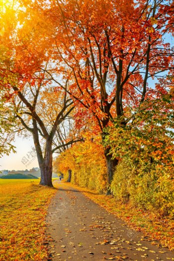美丽秋天树木道路风景图片