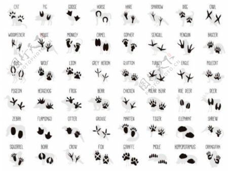 许多动物脚印图片1