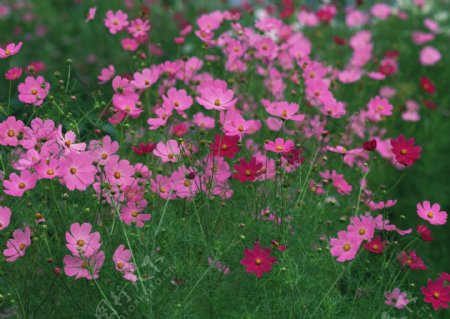 粉红色小野花图片