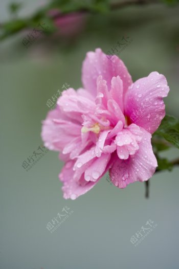 雨水洗礼的木槿花图片
