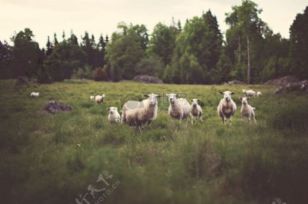 草草坪草地动物羊