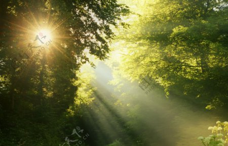 树林中的阳光背景图片