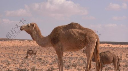 沙漠骆驼视频素材
