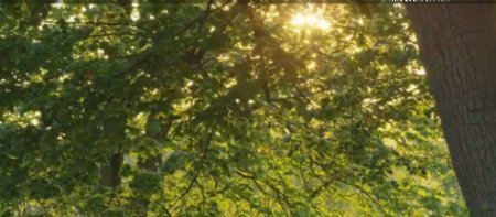 唯美阳光照耀贯通森林树叶茂盛树木丛林自然景色高清视频拍摄