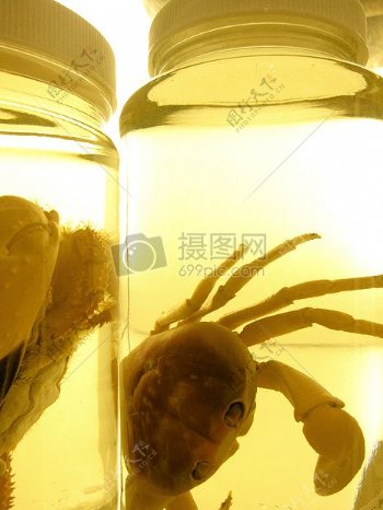 透明器皿里的螃蟹