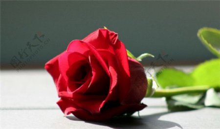 一枝红玫瑰图片