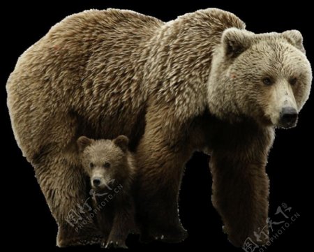 两只熊母子图片免抠png透明图层素材