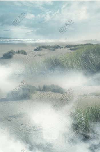 大海边的草丛植物影楼摄影背景图片