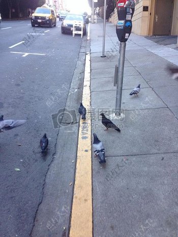 成群的鸽子在路边站着