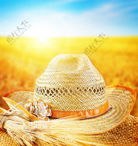 麦子与帽子图片