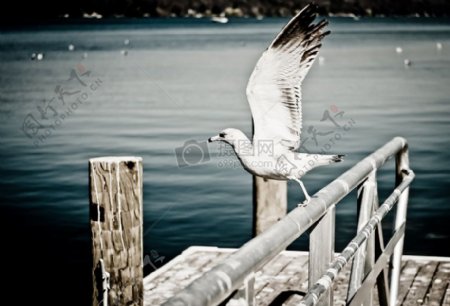 海飞行鸟飞行水海洋开始鸽子鸽子