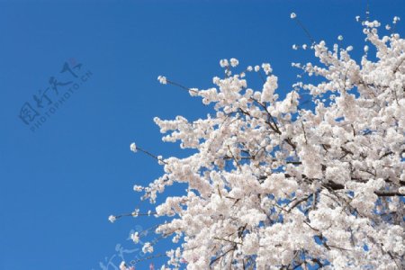 樱花与蓝天图片