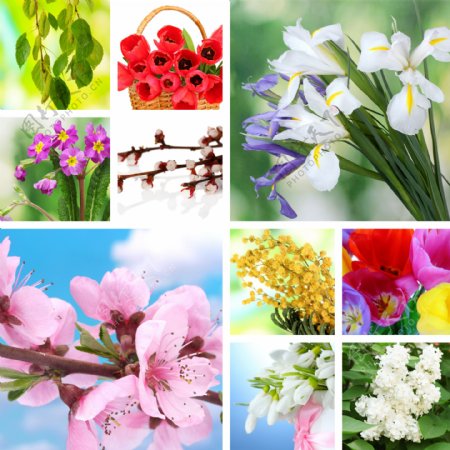 美丽春天的鲜花背景图片