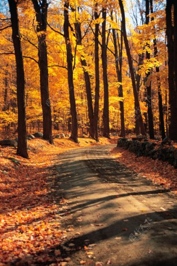 秋天的林间小路美景图片