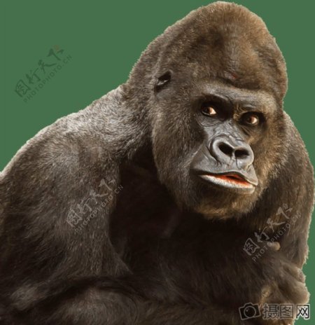 动物黑色猿猴子猩猩哺乳动物灵长类动物孤立