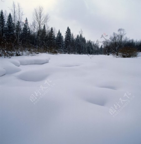 冬季松树林雪地图片