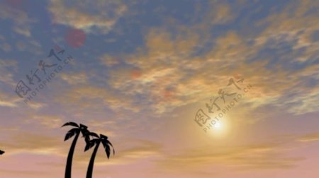 夕阳热带椰子树视频背景