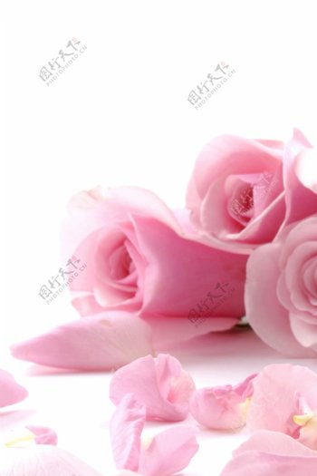 粉红逼真美艳玫瑰装饰画