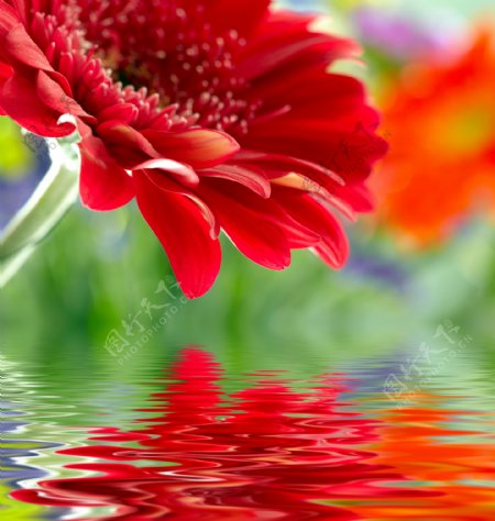 美丽花朵与水纹背景图片