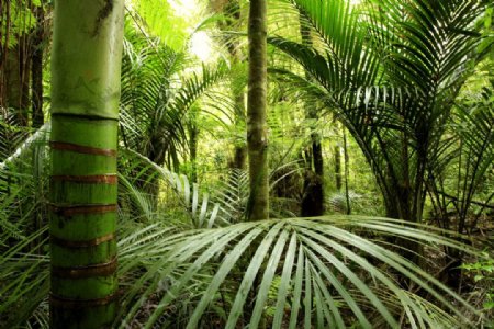 热带丛林与棕树林图片