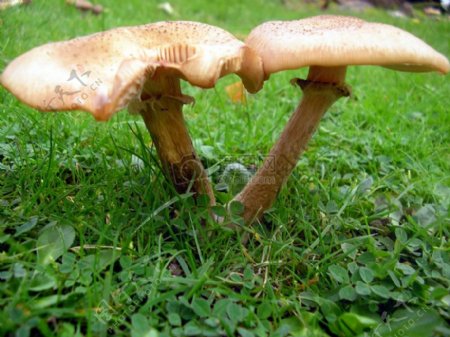 菜地上的蘑菇