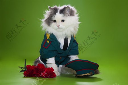 穿制服的猫和玫瑰花图片