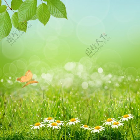 美丽春天鲜花背景图片