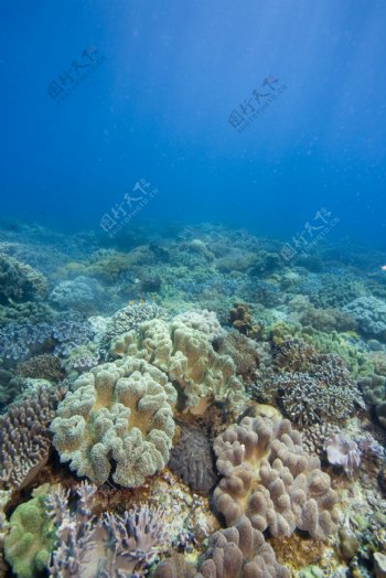 大片的珊瑚礁图片