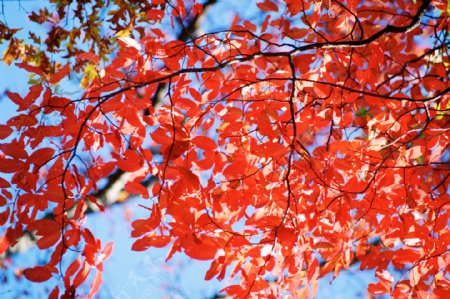 秋天红叶风景图片