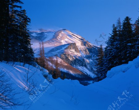 高山雪松景观图片