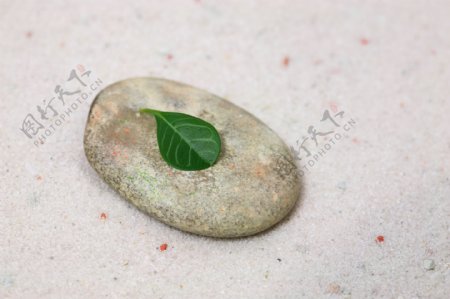 椭圆形石头与绿叶图片