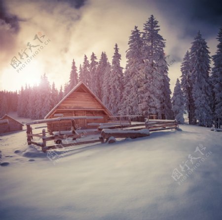 冬季里的雪地树木风景图片