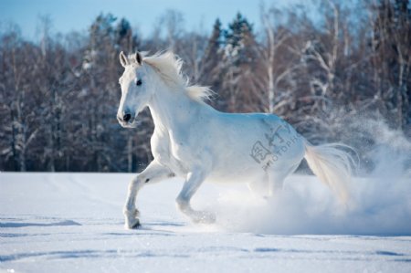 雪地上奔跑的骏马图片