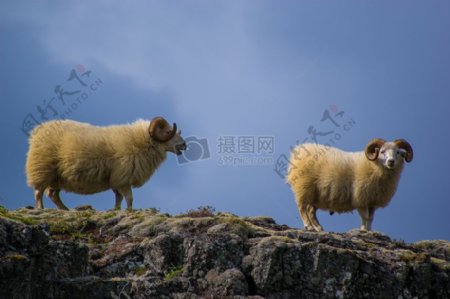 山动物野生羊岩石毛茸茸的角山羊山山羊