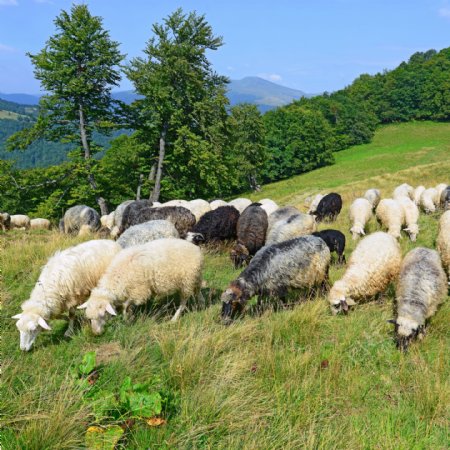 草地吃草的羊群图片