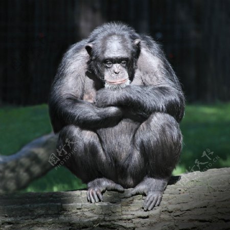 思考的猩猩图片