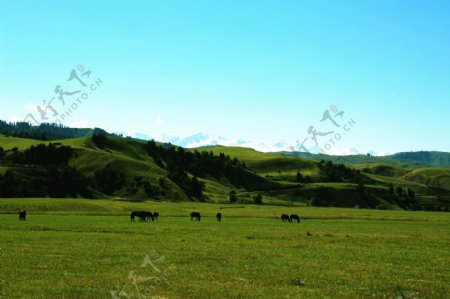 绿色草原放牧景观图片