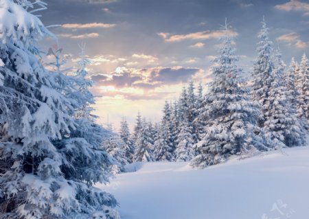 冬天的雪地与树木图片
