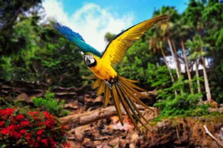 森林飞翔的鹦鹉图片
