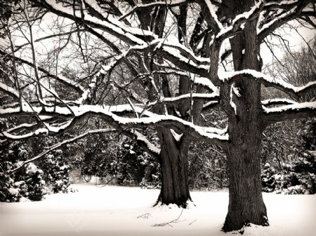 枯树与雪图片