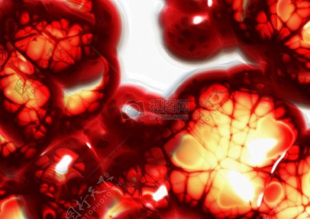红色的细胞结构