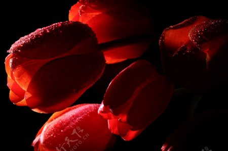 红艳艳的玫瑰花图片