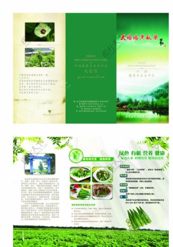 黄秋葵农产品三折页宣传单