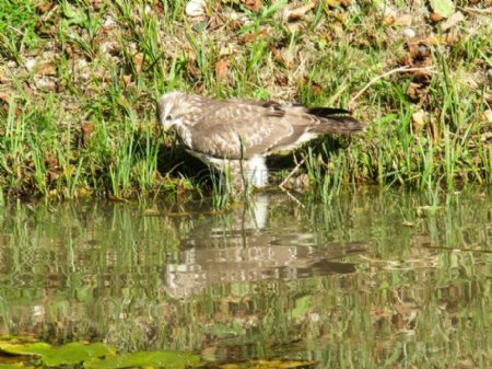 苍鹰在池塘2