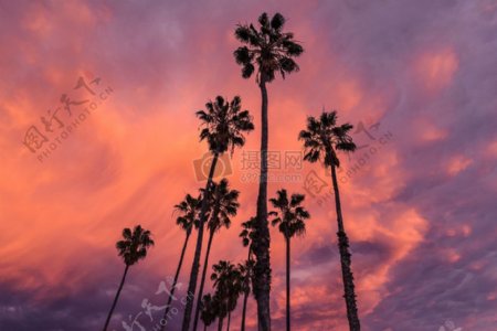 棕榈树映出的美丽天空