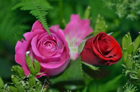 草丛中的玫瑰花