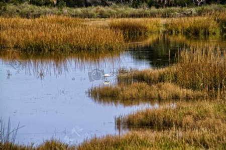 沼泽中的白鹭