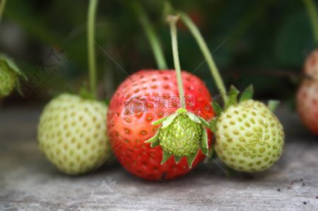 果园里成长中青涩的草莓